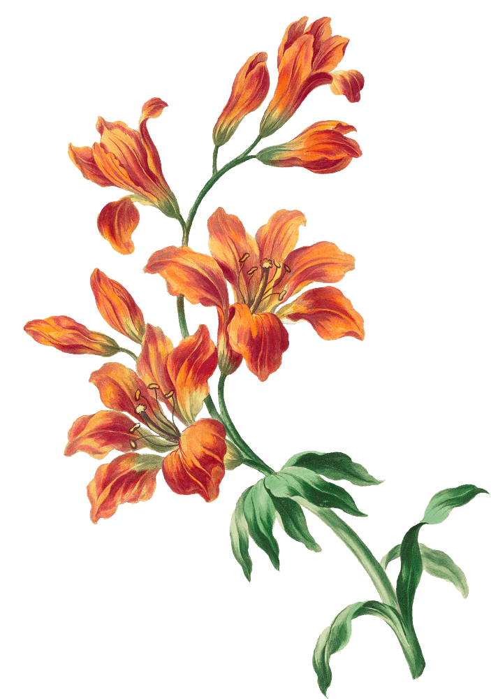 Dayak Couple Depan 1