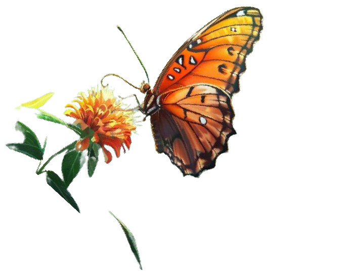 10. Butterfly Garden 02