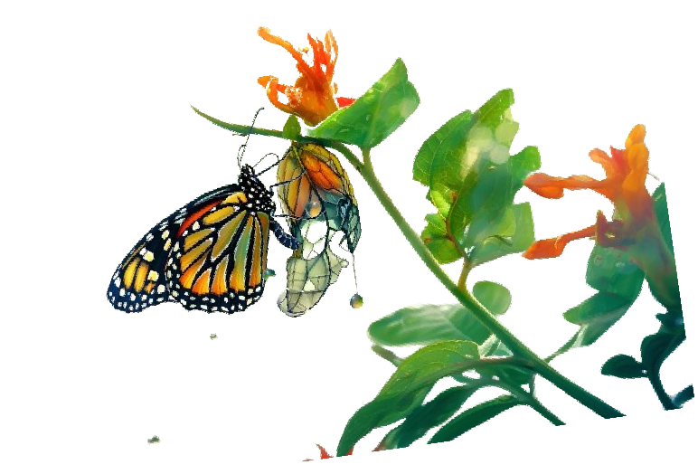 10. Butterfly Garden 03